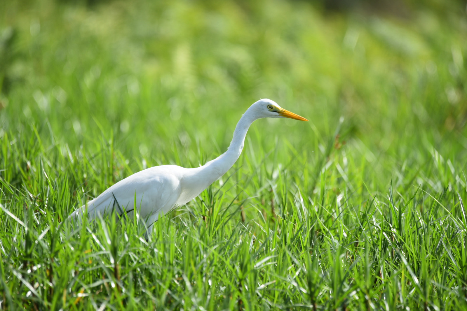 image Yellow-billed Egret